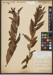 Foto von Salix triandra subsp. triandra L.
